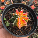 Gymnocalycium Mihanovichii Variegata