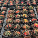 Gymnocalycium Mihanovichii Variegata