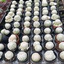 Mammillaria Plumosa (pote 9 valor por unidade como segue a foto)