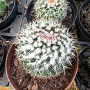 Mammillaria nejapensis pote 11 valor por unidade como na segunda foto