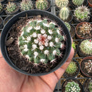 Cacto Mammillaria Mammillaris (pote 11 valor por unidade como na segunda foto)