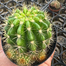 Echinopsis calochlora (pote 11 valor por unidade como na segunda foto)