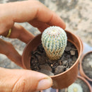 Echinocereus Rigidissimus (pote 6 valor por unidade como na segunda foto)