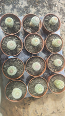 Echinocereus Rigidissimus (pote 6 valor por unidade como na segunda foto)